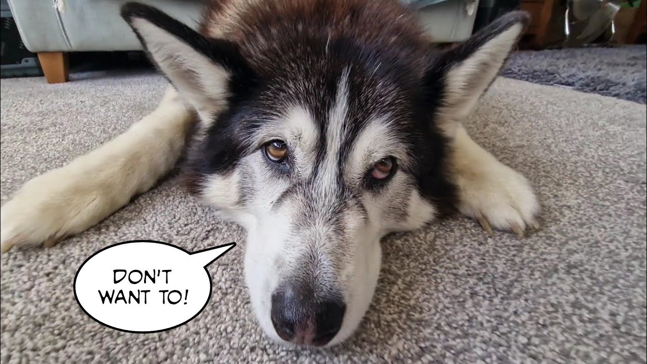 Huskys Funny Reaction When It Rains!