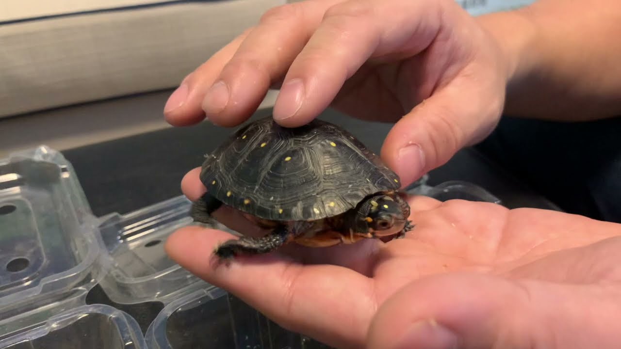 #龜界的勞斯萊斯 #會溺水的澤龜 #星點龜