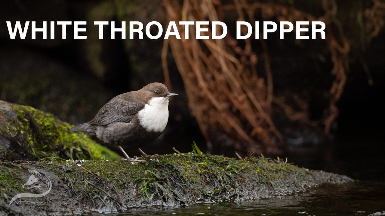 White-throated dipper