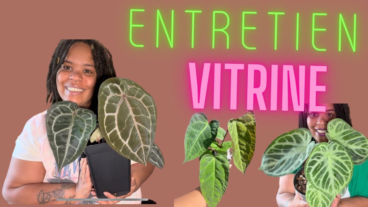 Entretien vitrine + haul vertigea