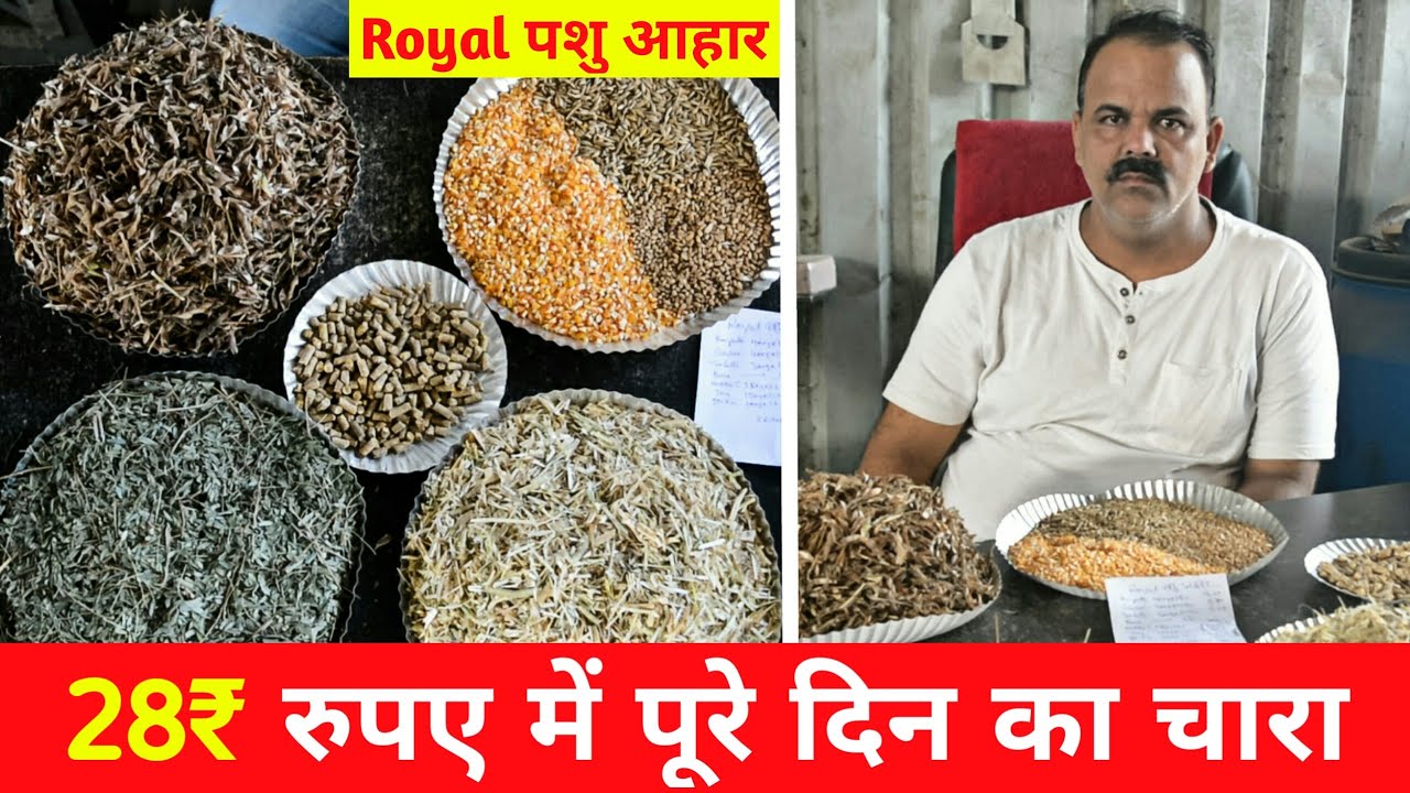 28 रुपए में पूरे दिन का चारा । Goat feeding। Royal पशु आहार