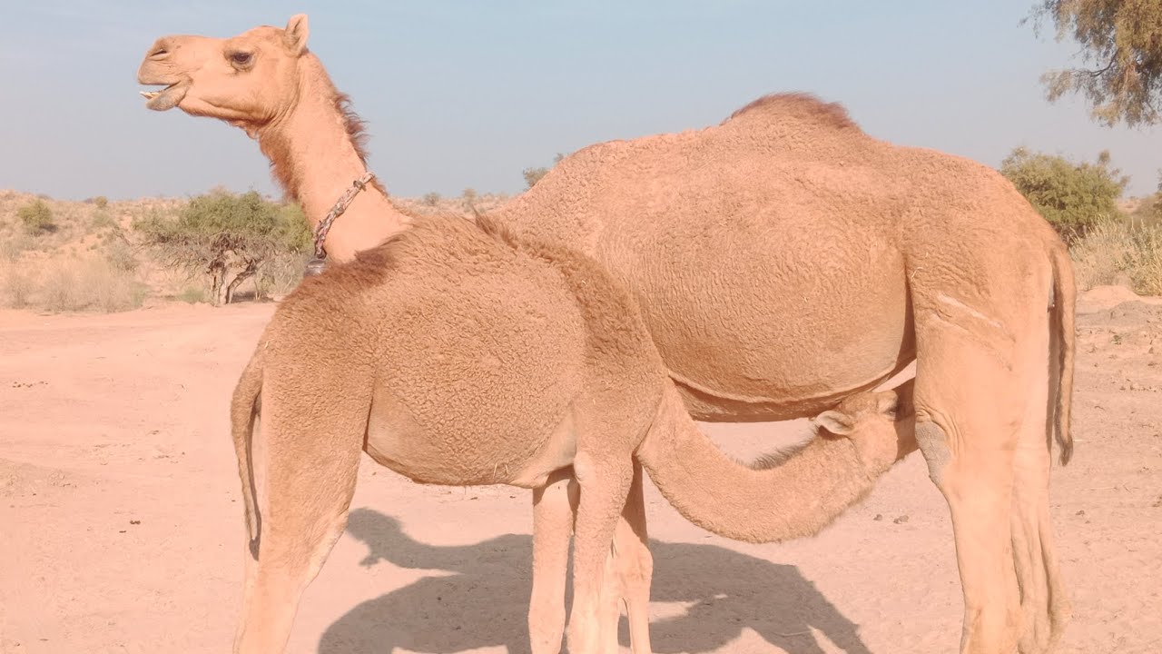 She camel giving milk baby#fypシ゚viral #Tharparkervideosvlog12