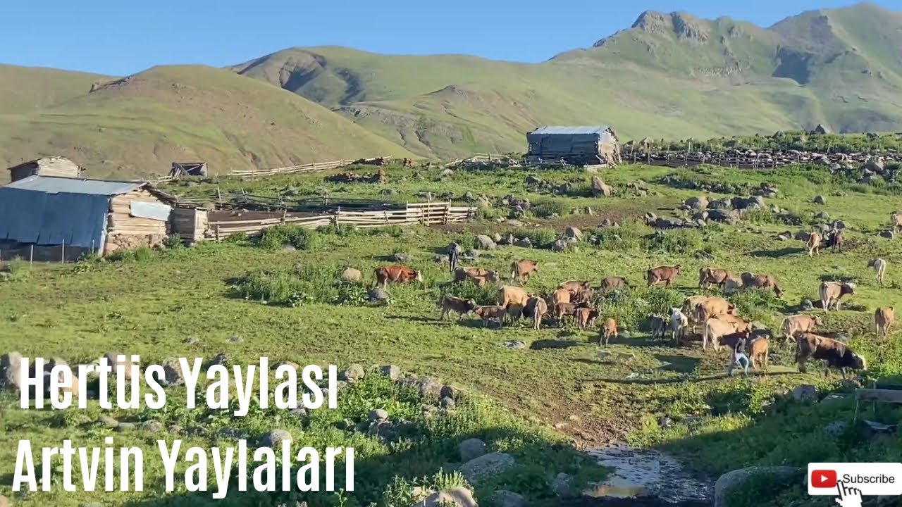 Hertüs Yaylasında Bir Sabah - Artvin Yaylaları