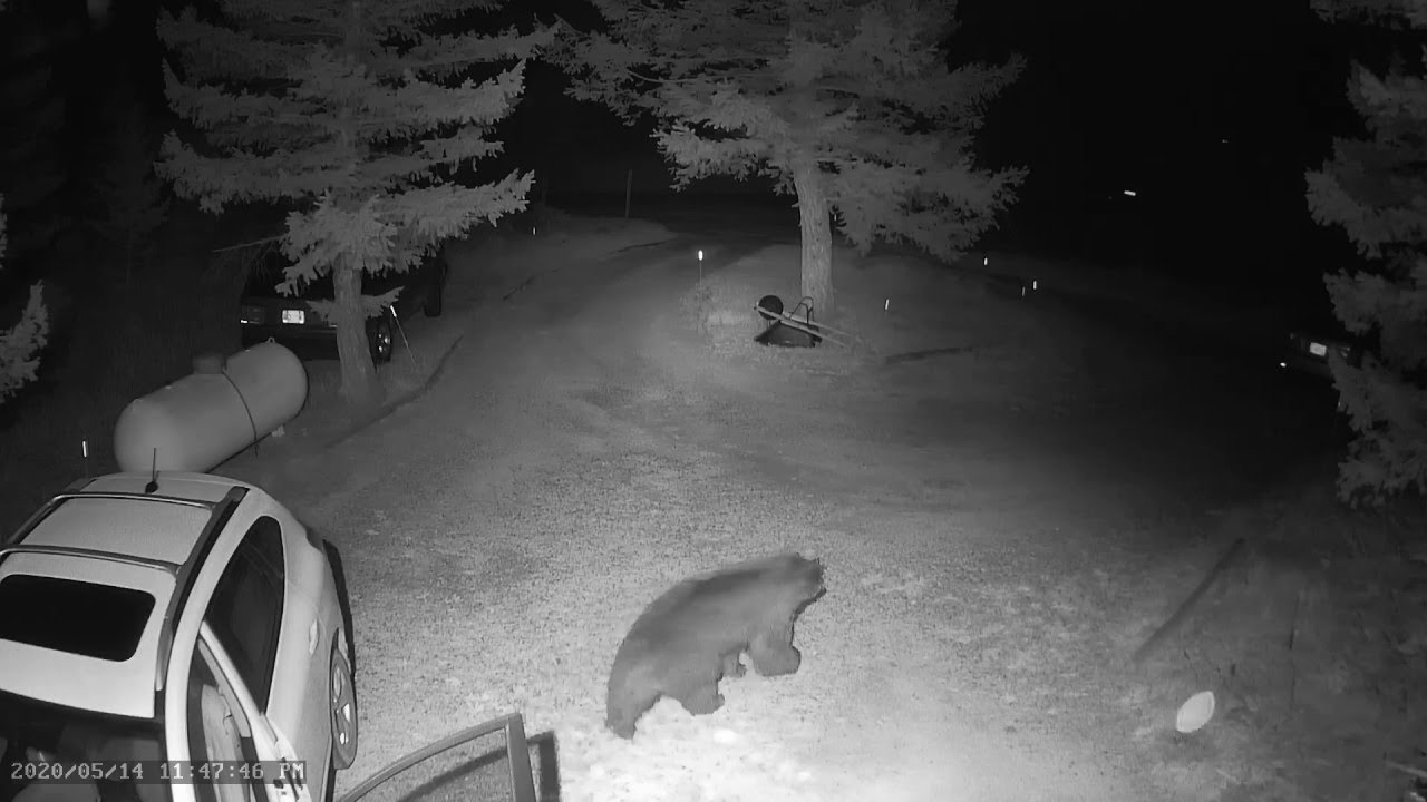 Bold Bear Climbs into Car || ViralHog