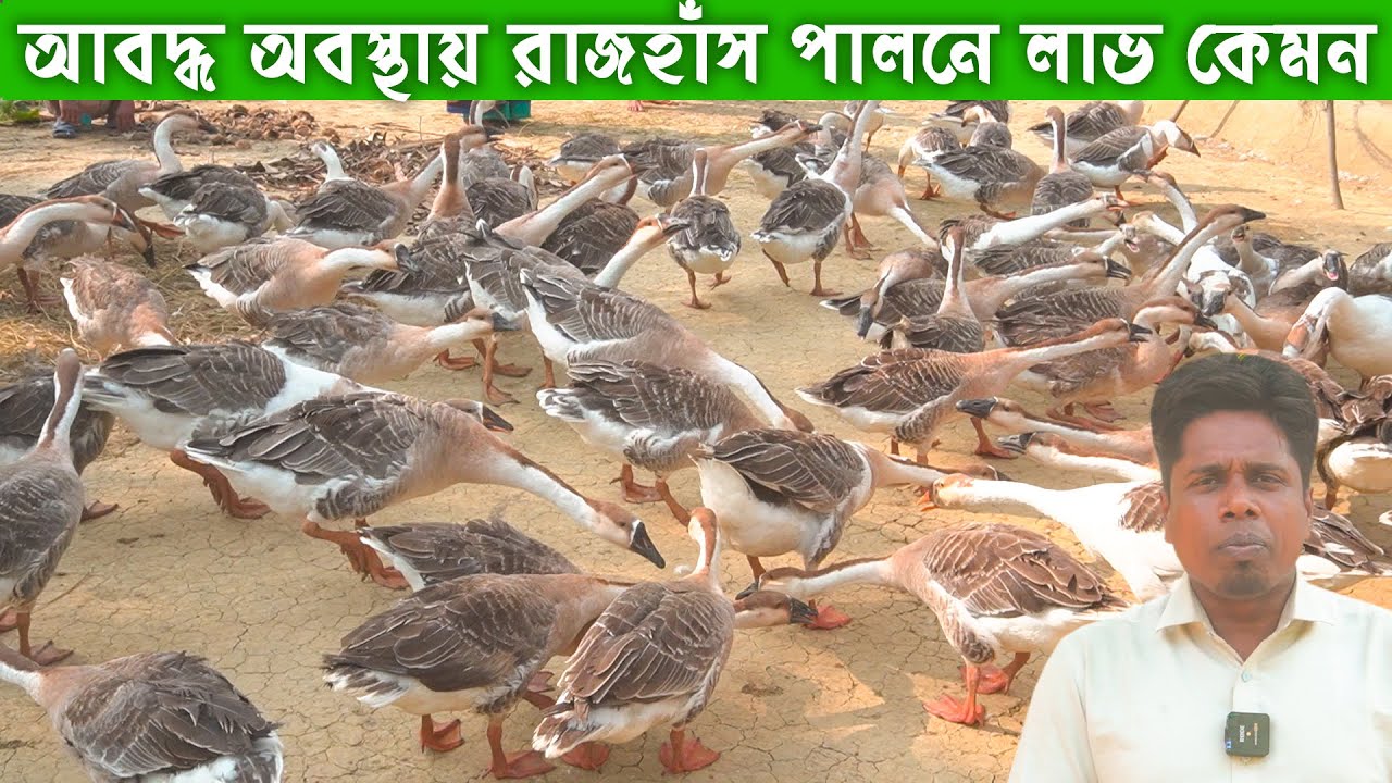 আবদ্ধ অবস্হায় রাজহাঁস পালনে কেমন লাভ  | হাঁসের খামার | Duck farming | Khamar Bangla 24.