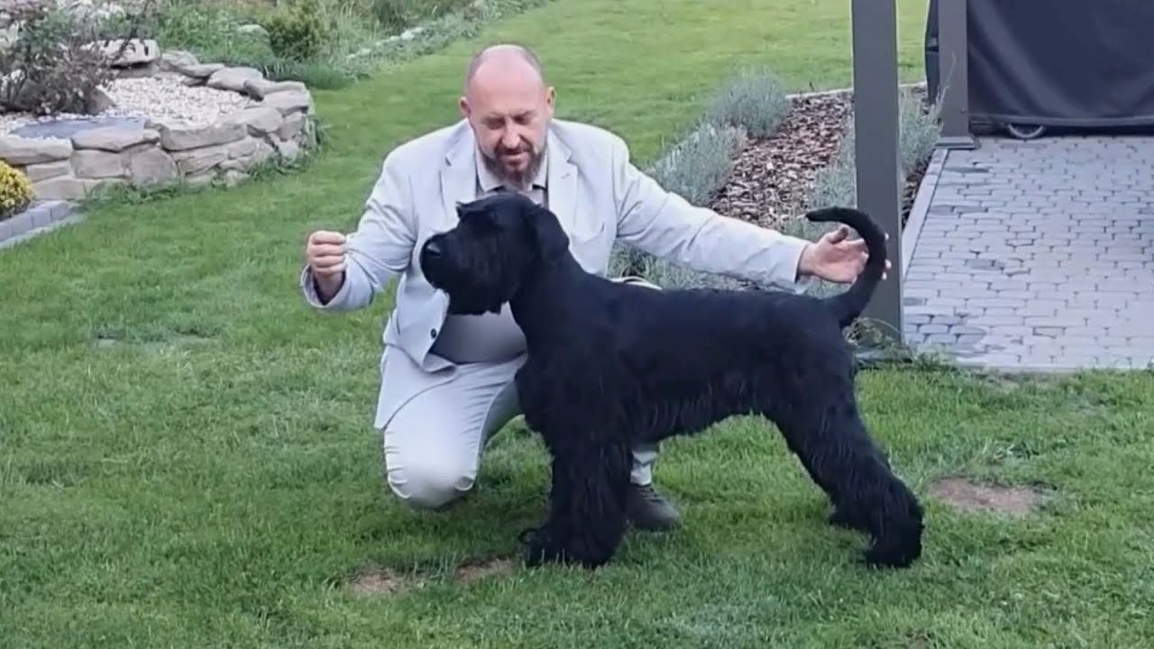 Sznaucer Olbrzym (Giant Schnauzer) - przygotowanie do wystawy