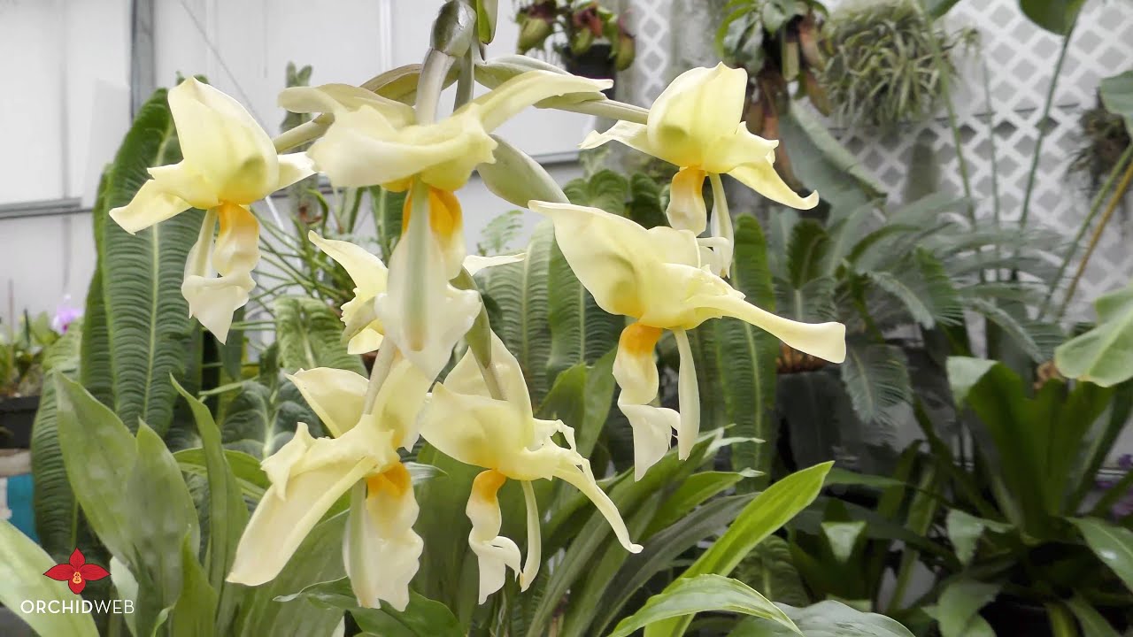 Stanhopea Orchid Culture Tips
