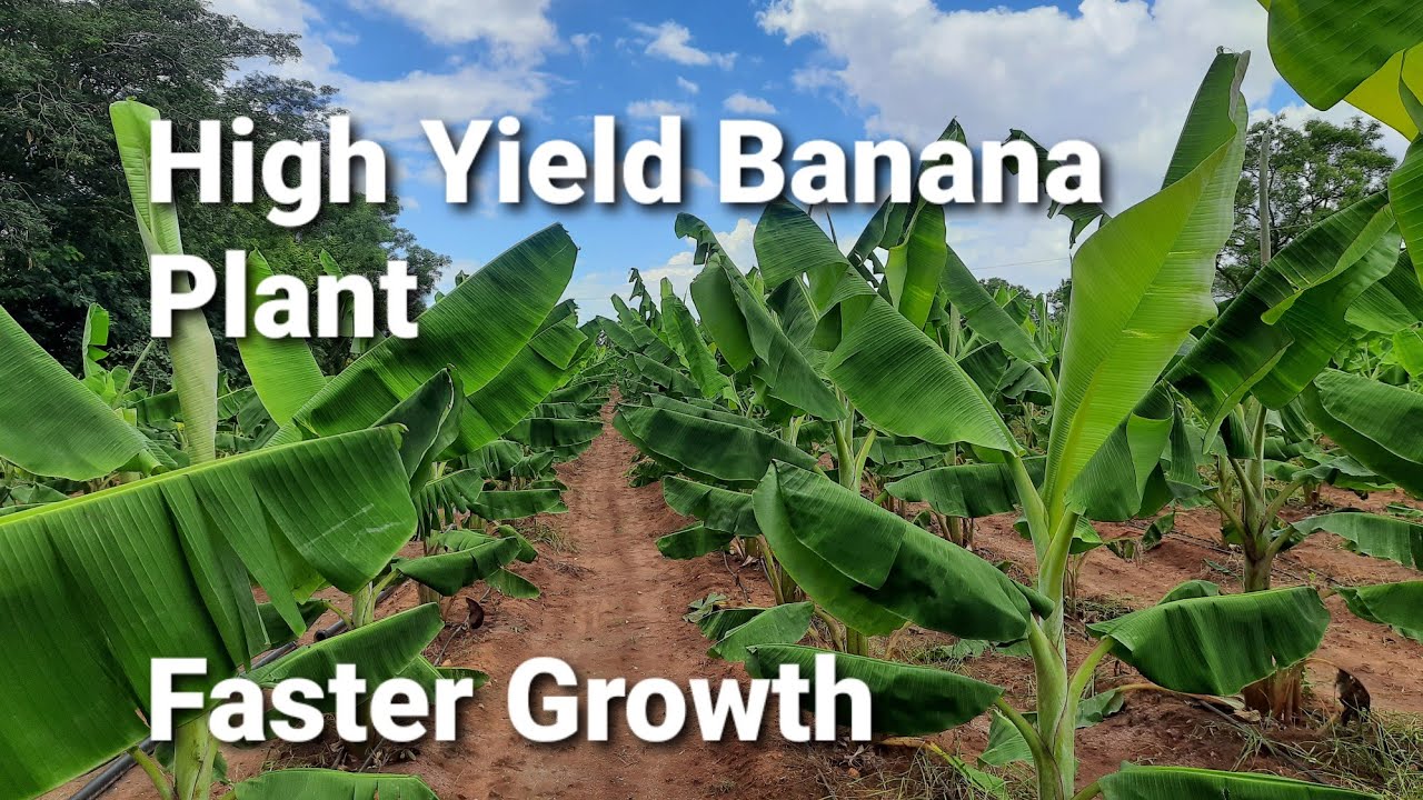 How to get high yield in banana farming