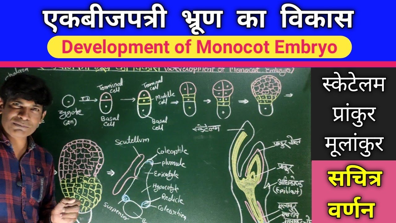 एकबीजपत्री भ्रूण का विकास . Development of Monocot Embryo.