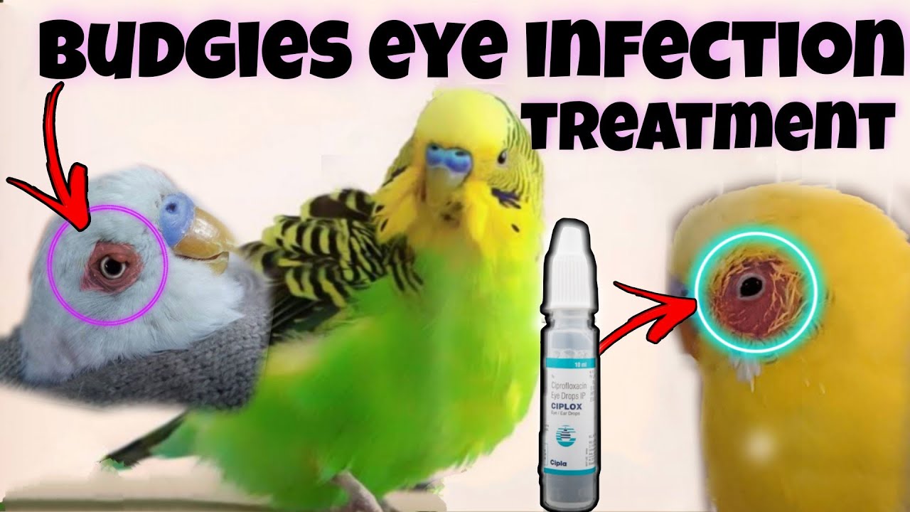 How to cure birds eye infection || how to cure budgies eye infection in Tamil || NK BIRD FARM ||