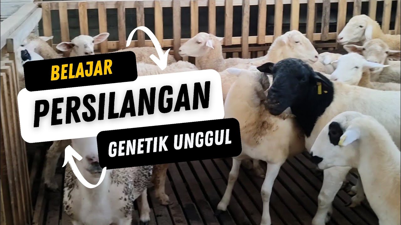 PANDUAN PERSILANGAN DOMBA DORPER VS DOMBA GARUT