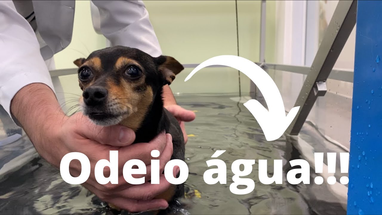 BICA FEZ ESTEIRA AQUÁTICA