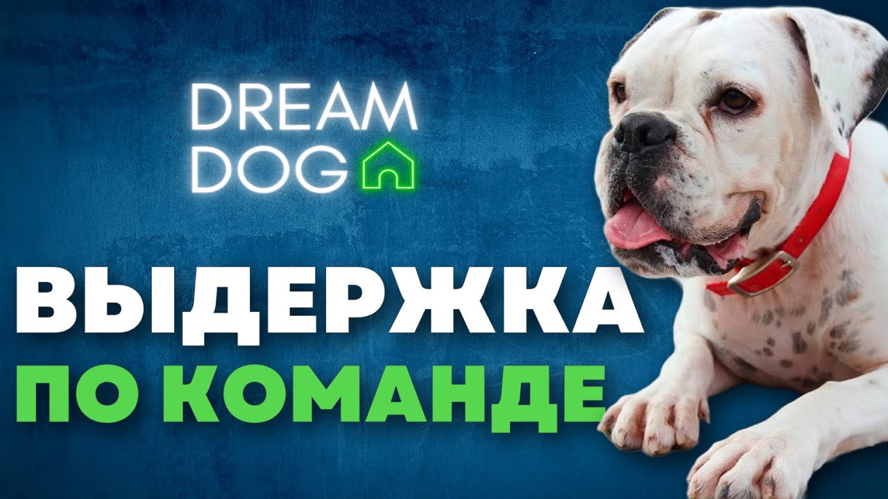 Выдержка по команде 🐶 Как научить собаку не вставать с места