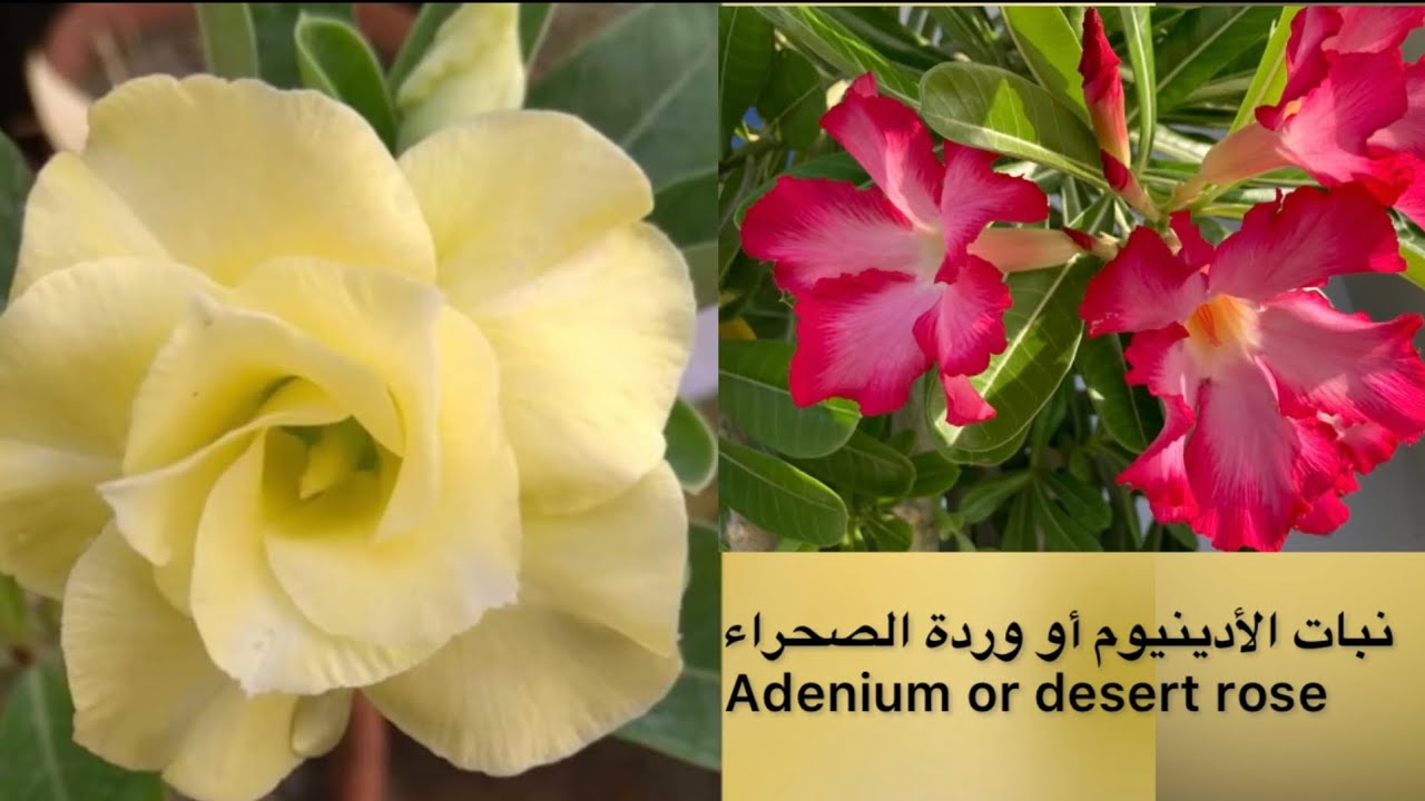 نبات الأدينيوم أو وردة الصحراء - Adenium or desert rose