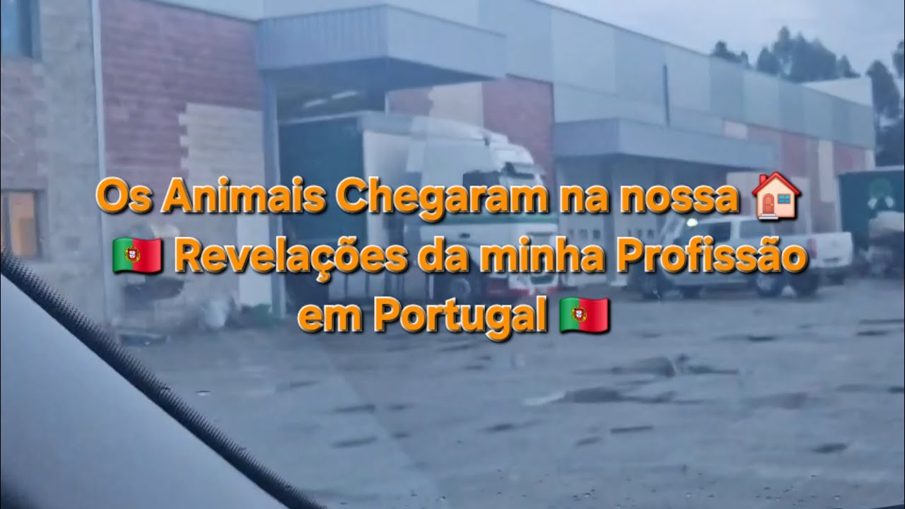 Os Animais Chegaram na nossa casa! Revelações da minha Profissão em Portugal.  #casaemportugal #você