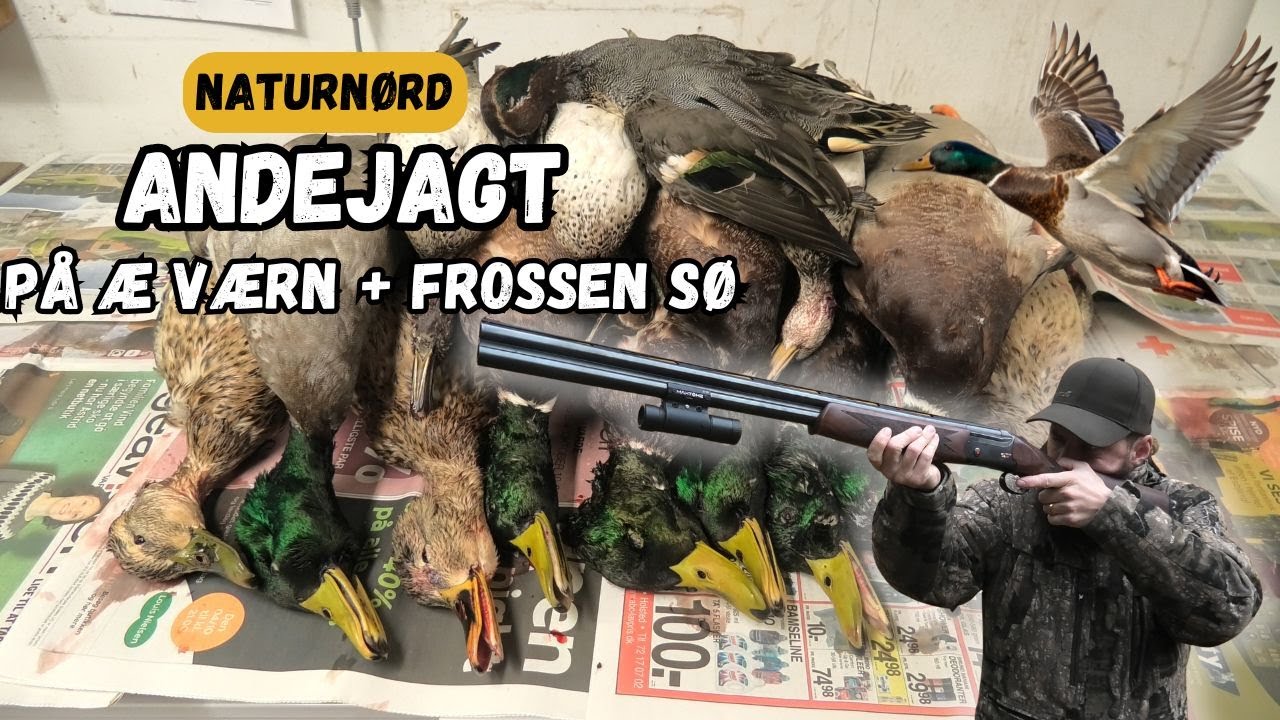 ANDEJAGT PÅ VÆRNENGENE // NATURNØRD 704