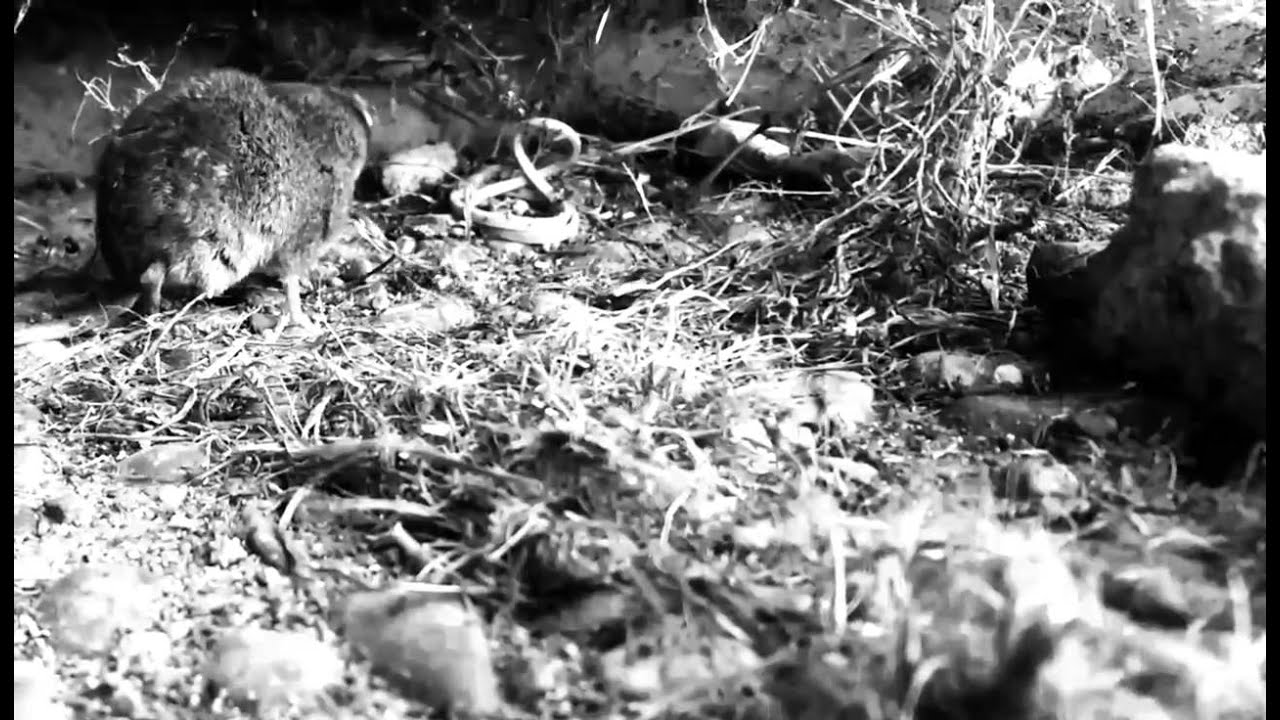 Richmond-Mouse.mp4