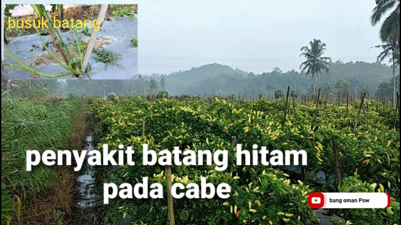 Cara mengatasi busuk batang/ daun pada cabe|| part 1 @bangomanPsw