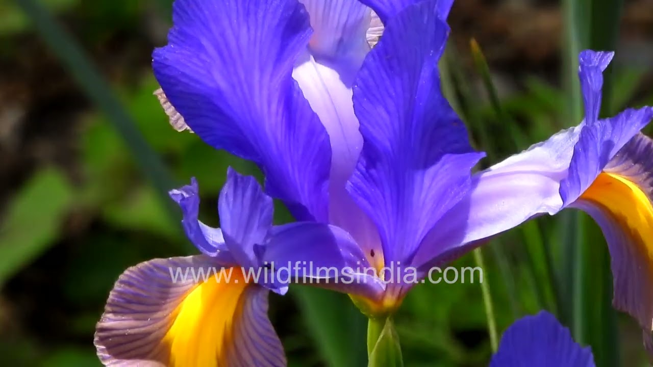 Dutch Irises flourish in May warmth at wildfilmsindia Jabbarkhet botanical spread in the Himalaya