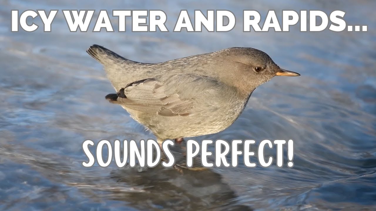 American Dipper | Meet the Water Ouzel
