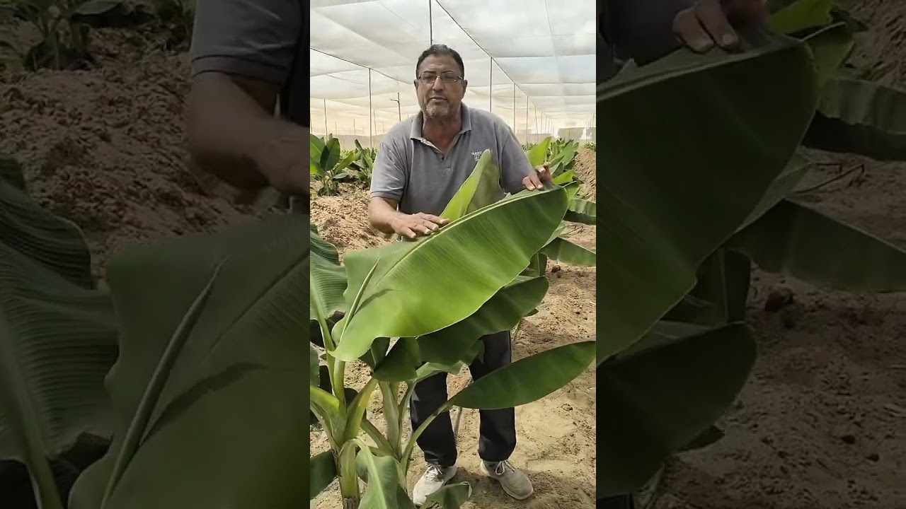 كل مزارعي موز الصيفي 25 مغطى تحت الشاش لك مني هذا الفيديو