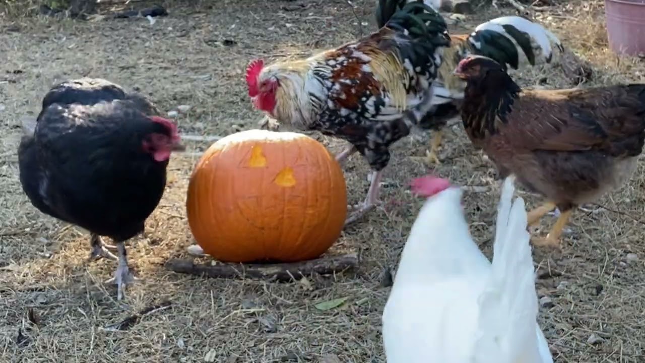 Backyard Chicken Pumpkin Carving ASMR - Part 1