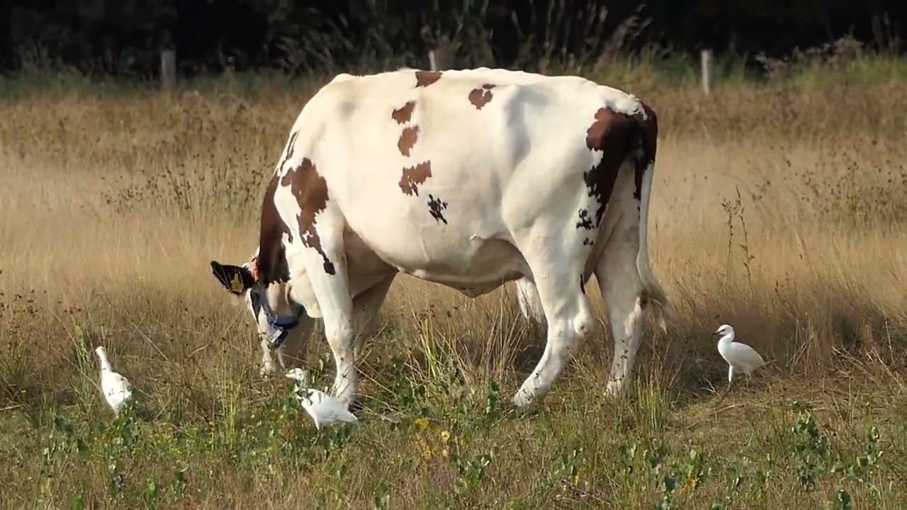 De Banen in Nederweert Eind met koereigers en minimaal 4 roofvogels waarbij visarend