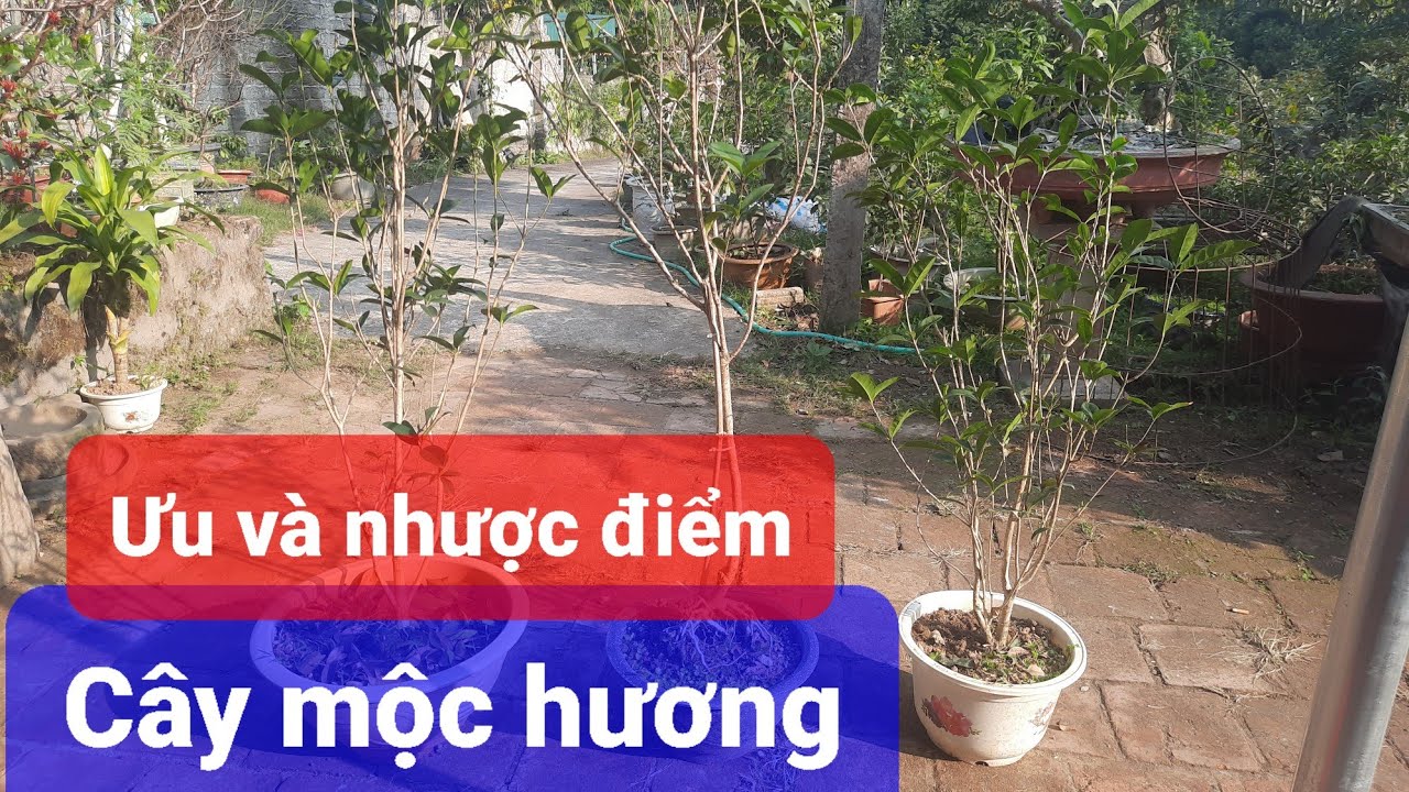Cây mộc hương: Ưu và nhược điểm khi trồng làm cây cảnh