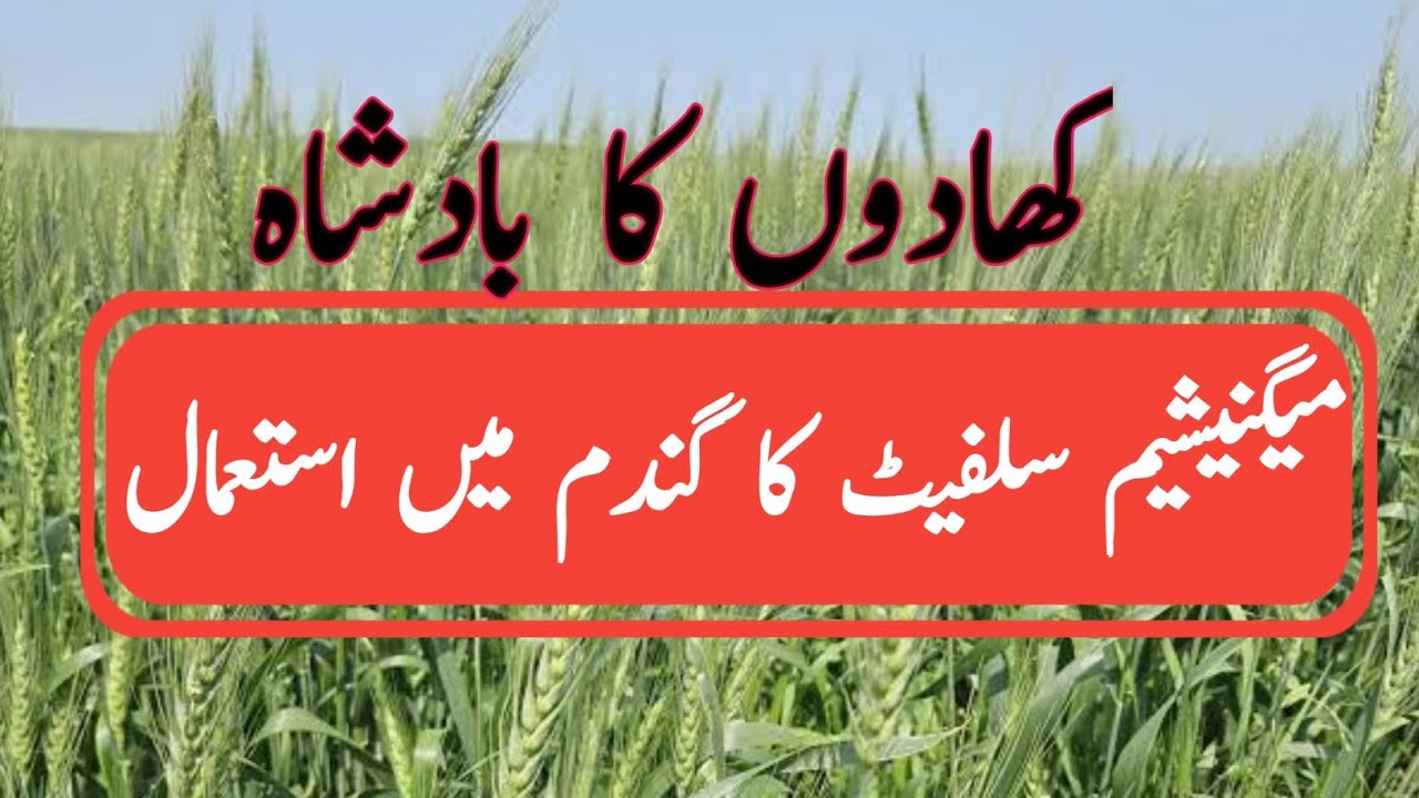 Use of magnesium Sulphate in wheat|