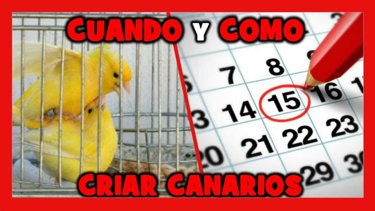 Когда начинать размножение канарейки 🐤 Как разводить канарейки