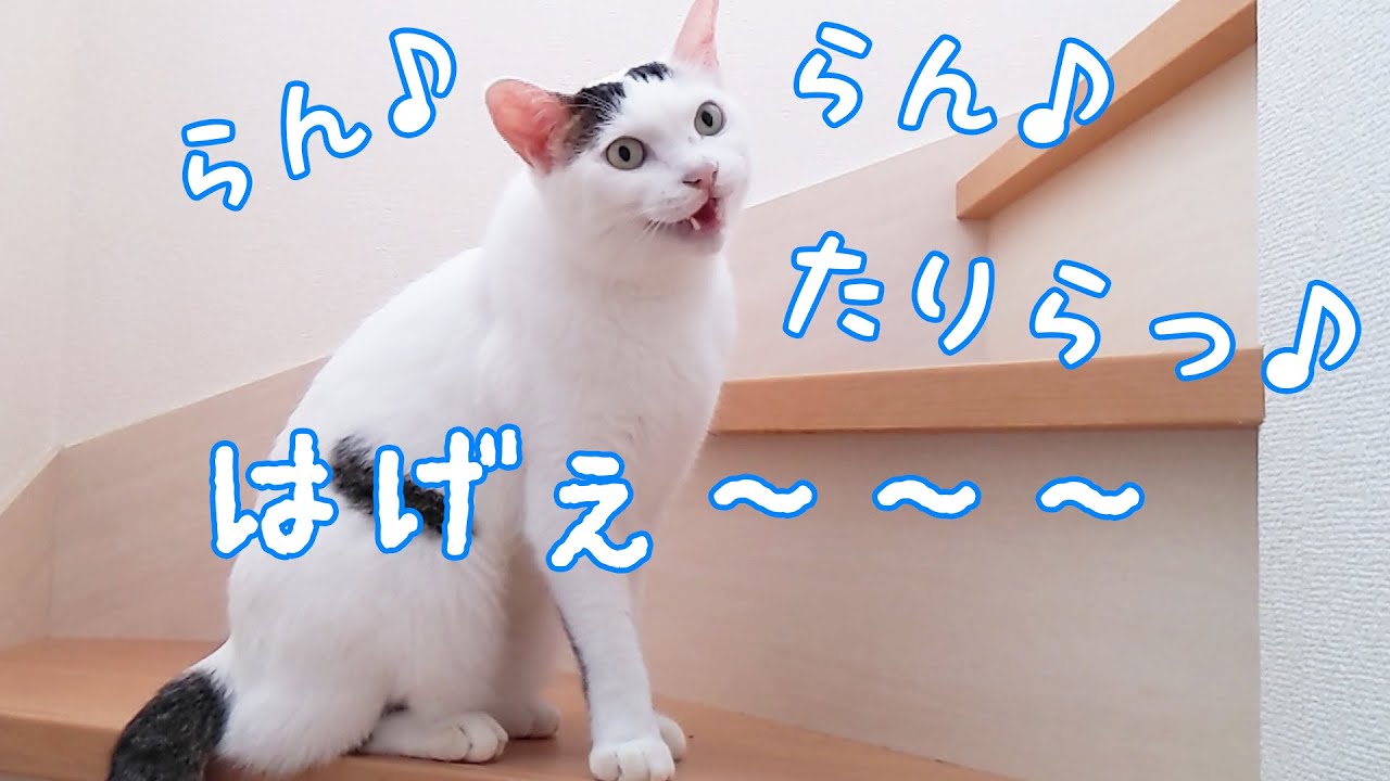 歌って「ハゲ」と喋るようになった猫チロさん