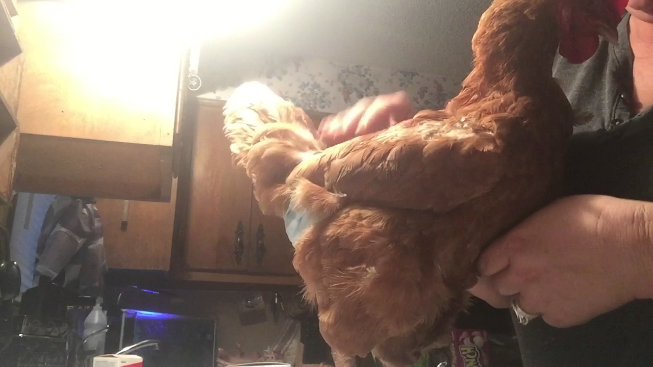 Making a chicken diaper out of surgical mask
