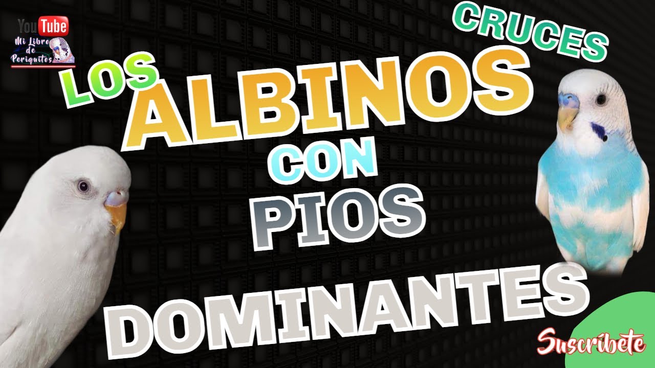 Los Periquitos Albinos ☑️ con los Pios Dominantes Muchos Cruces