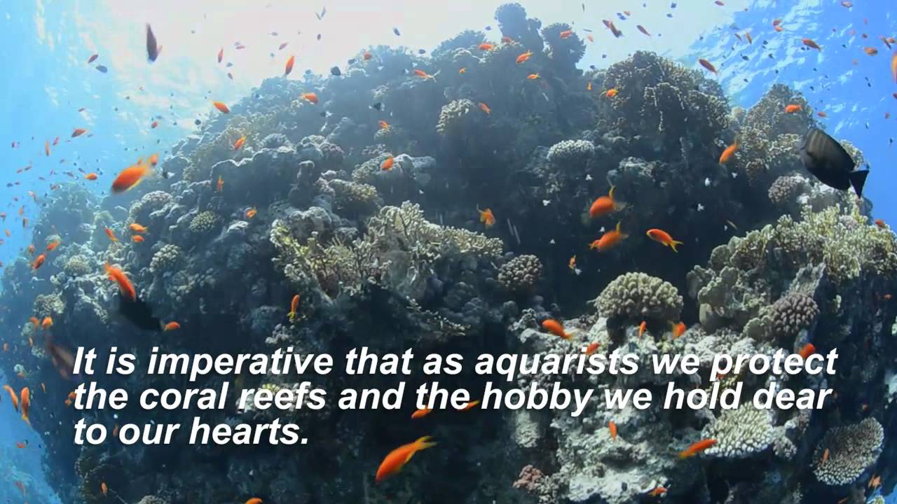 REAL REEF ROCK INTRO