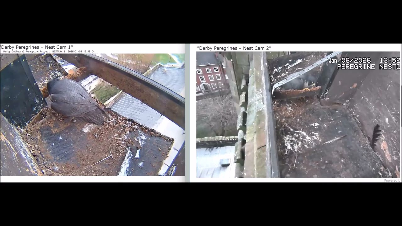 Derby Peregrines Female chewing wood again 6th Jan 2026