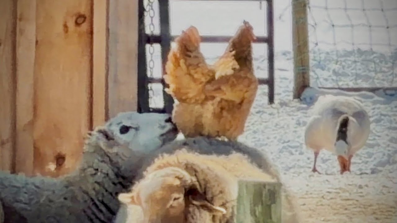 Finding Warmth in Winter | Peaceful Life on Our Vermont Farm