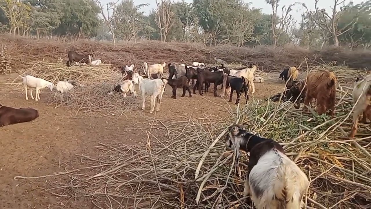 Animals video in my village farm//DDP variety goats in my village farm @irshadhussain5515
