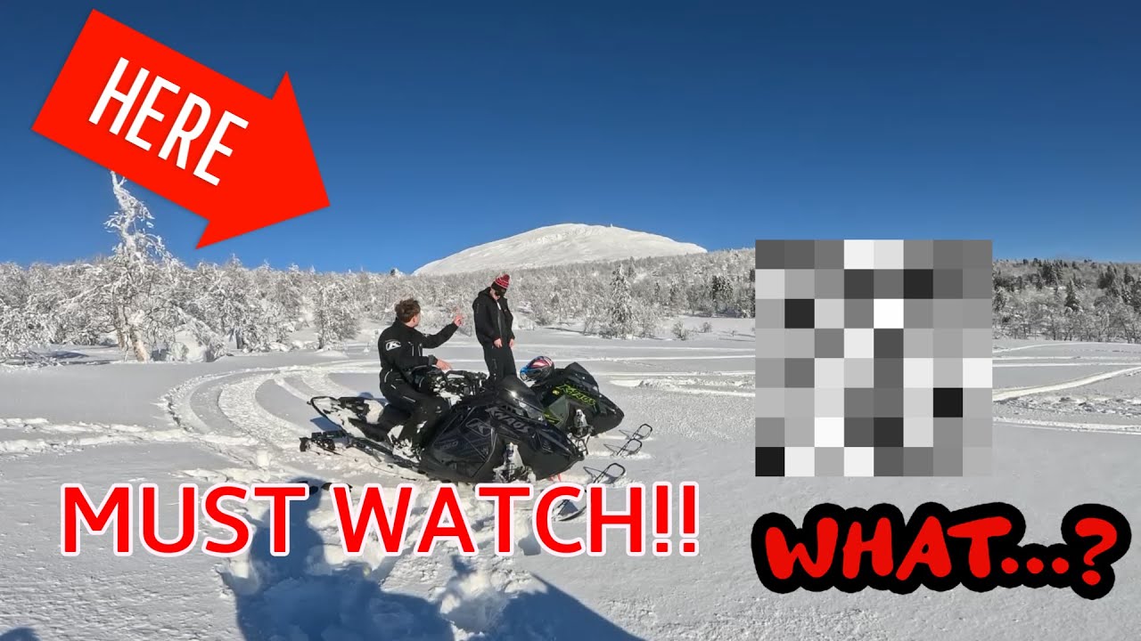 VI BLIR JAGAD AV EN BJÖRN I SKOGEN!!!