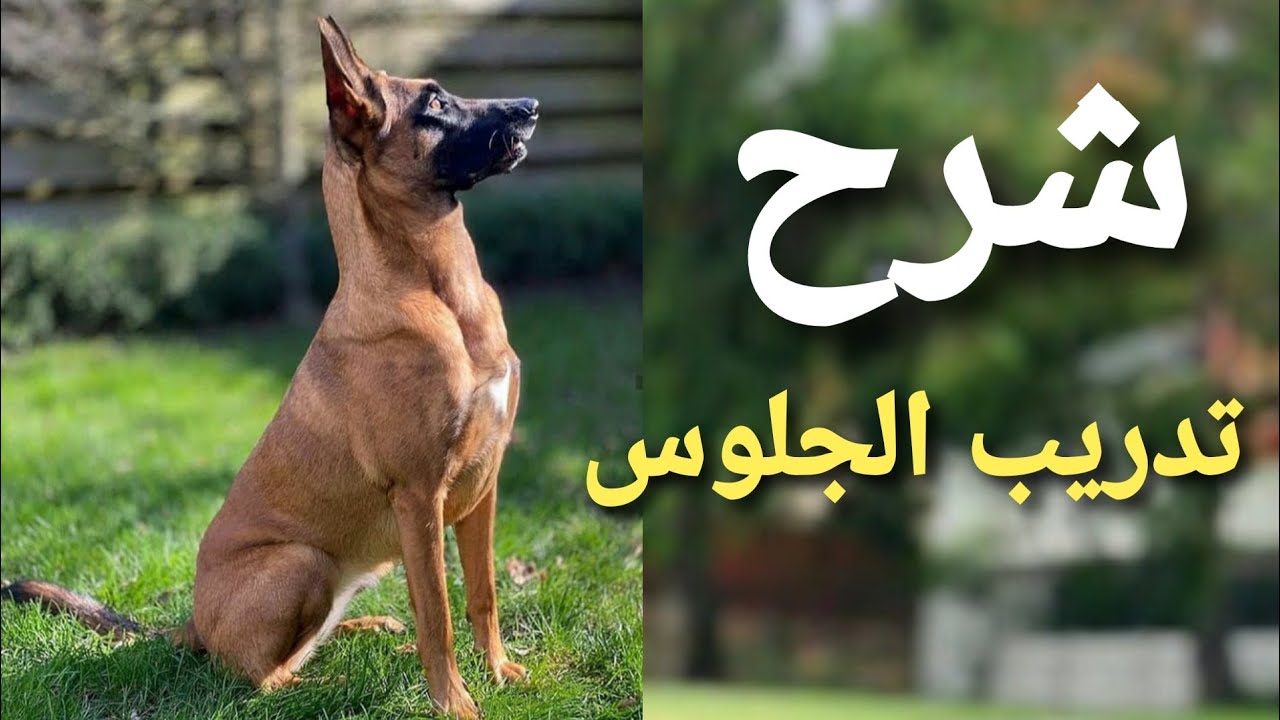 تدريب كلاب المالينو امر الجلوس ونصائح هامه #٧