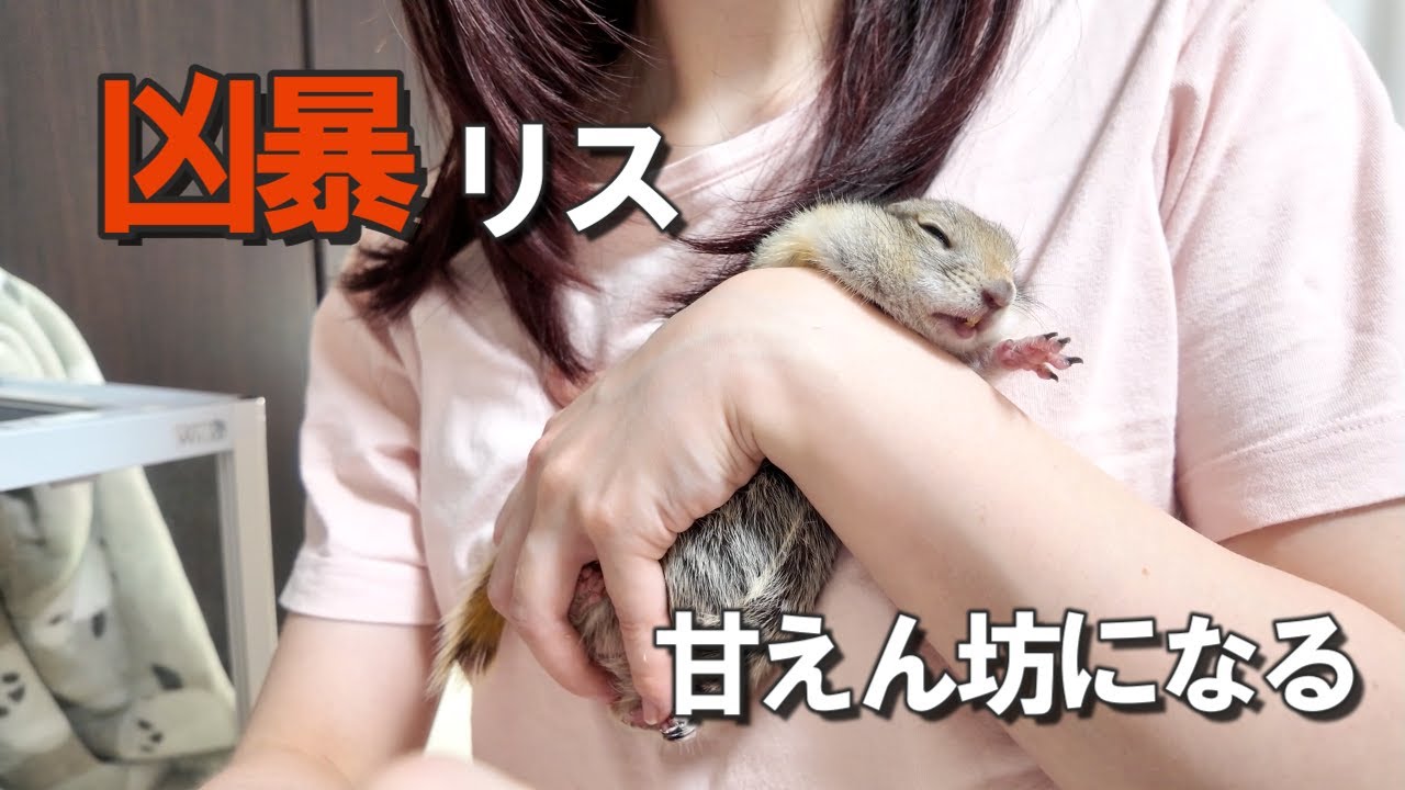 発情期で凶暴になったリスを甘えん坊に戻してみた