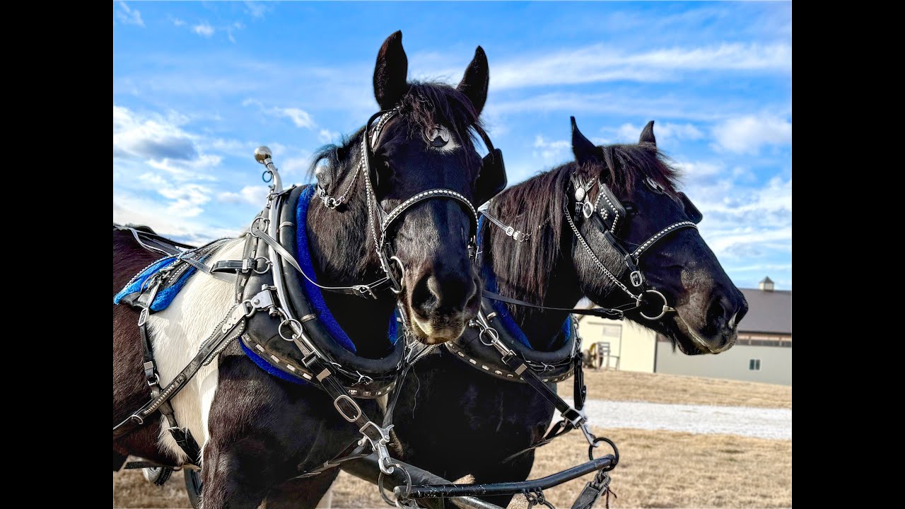 Flashy Team Registered NASDHA Tobiano Paint Mares.