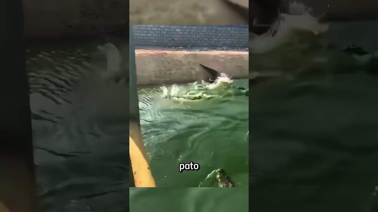 Esse pato caiu em um lago cheio de crocodilos #fatosaleatorios #curiosidadesaleatorias #