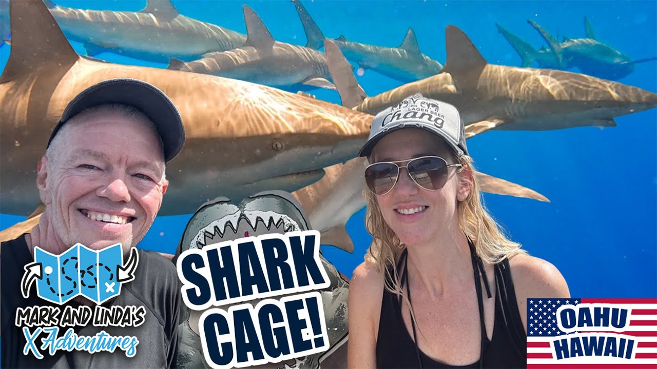 Shark Cage Diving in Oahu: Face-to-Face with Galapagos Sharks 🦈🌊 