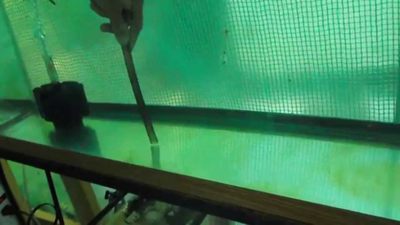 Tilapia - Taking Care of Fry...