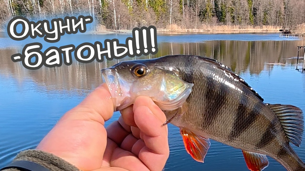 НАСТОЯЩИЙ КЛЁВ ОКУНЯ!!! ЛУЧШИЕ ПРИМАНКИ НА ОКУНЯ!!! Рыбалка с Ronin Rush SUPER TITANIUM 1.68 0-5гр.