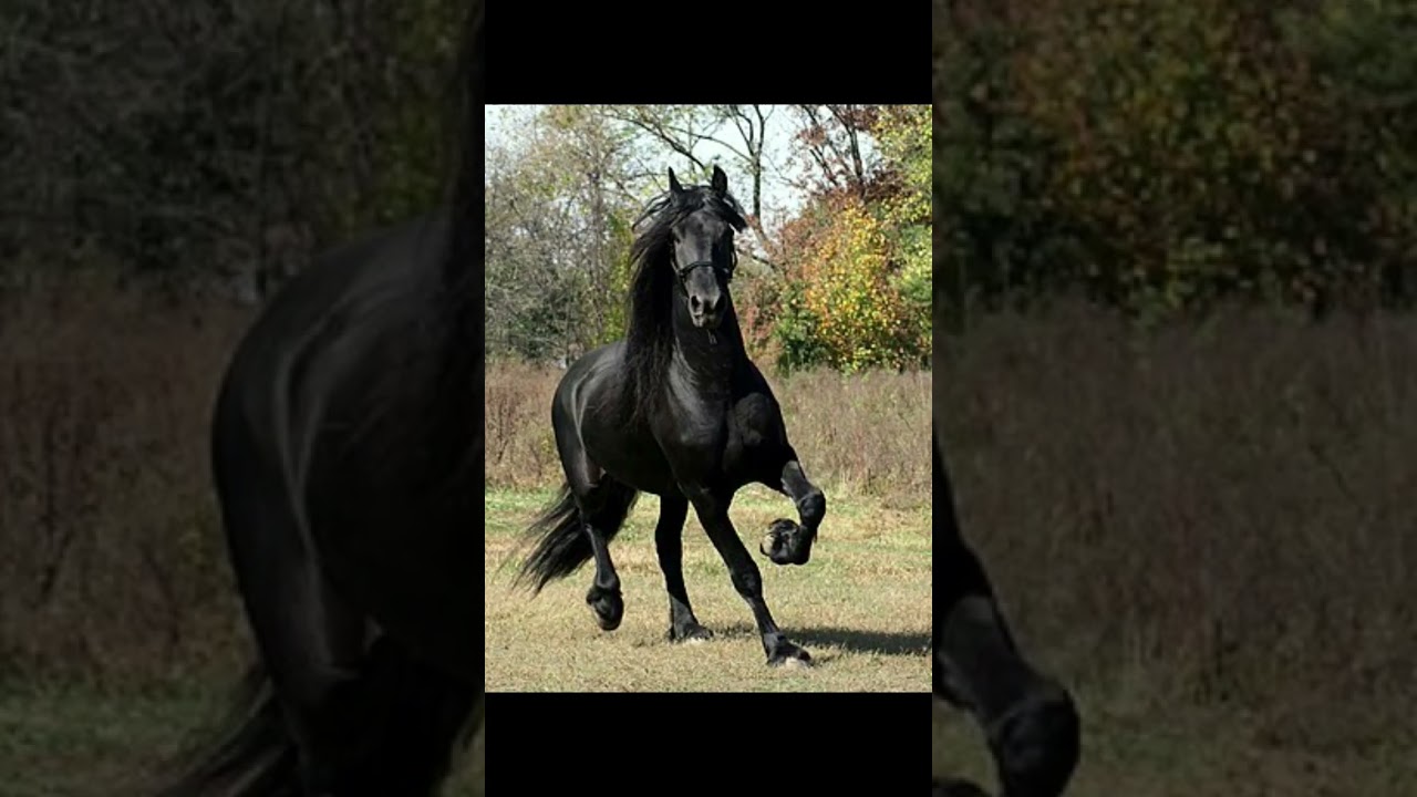 friese paarden ❤ #edit #paard #power #fries #dressuur  @paardengekken