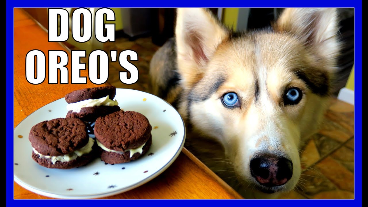 DIY OREO DOG COOKIES | Snow Dogs Snacks 50 | DIY DOG TREATS OREOS