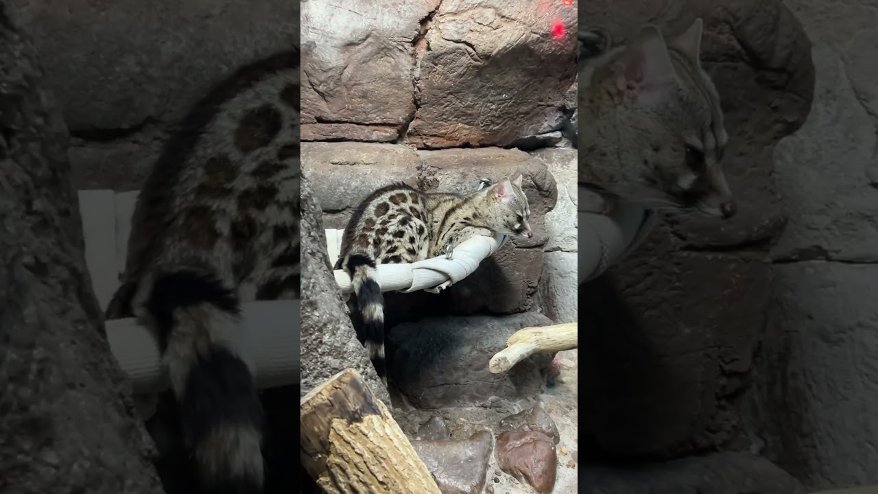 Large Spotted Genet taking a rest