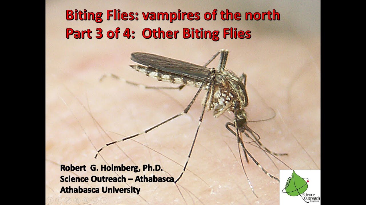 Science Outreach Athabasca Presents: Biting Flies; vampires of the north, Part 3 of 4: Other Biting
