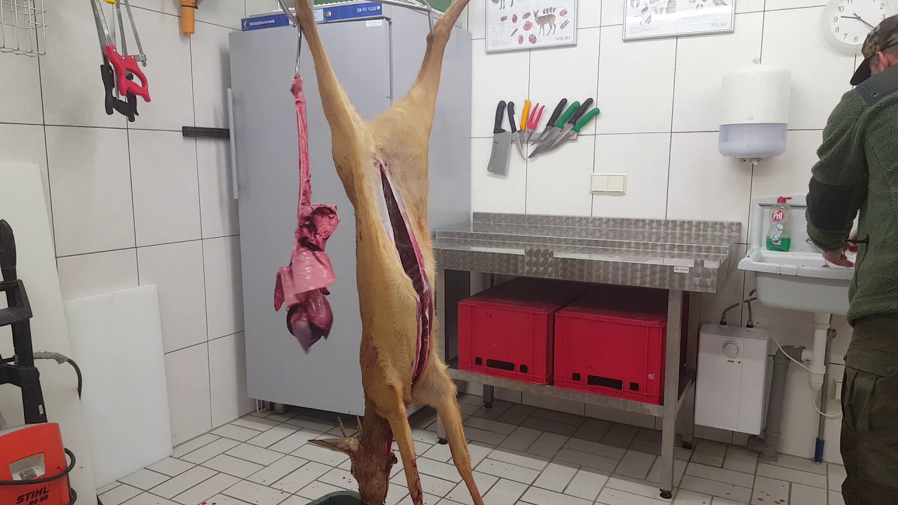 Rehbock ringeln und aufbrechen